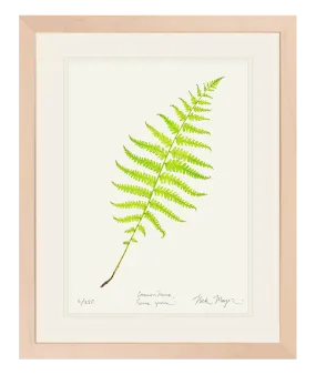 Marsh Fern Print