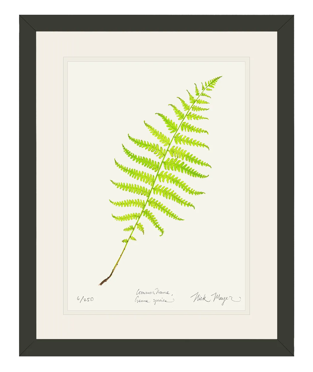 Marsh Fern Print