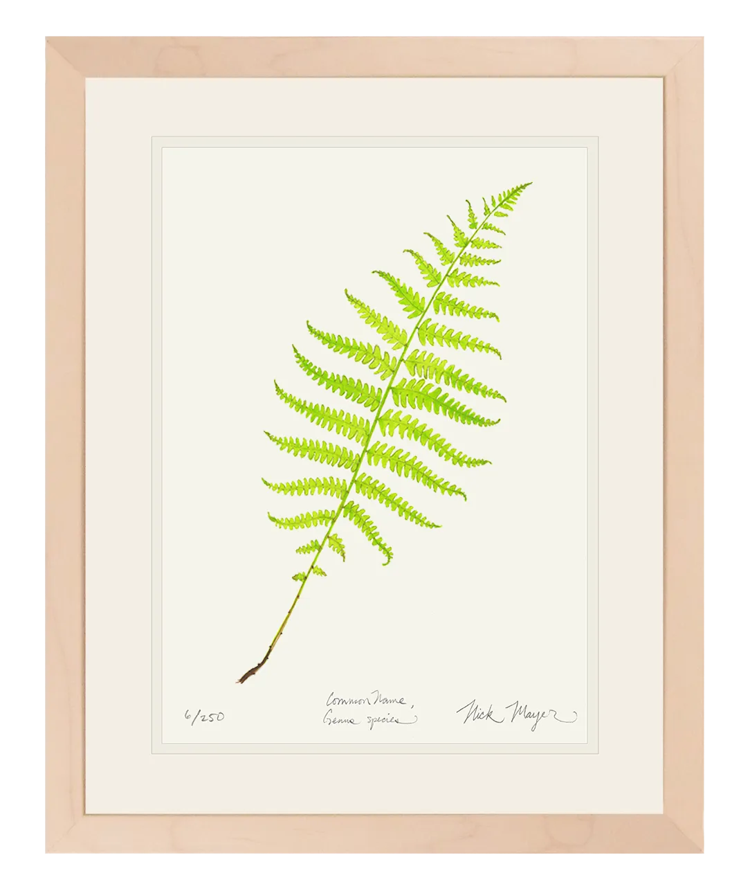 Marsh Fern Print