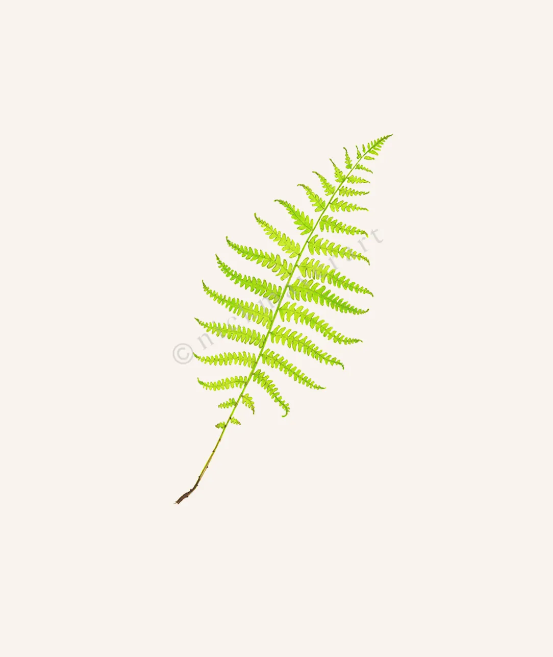 Marsh Fern Print