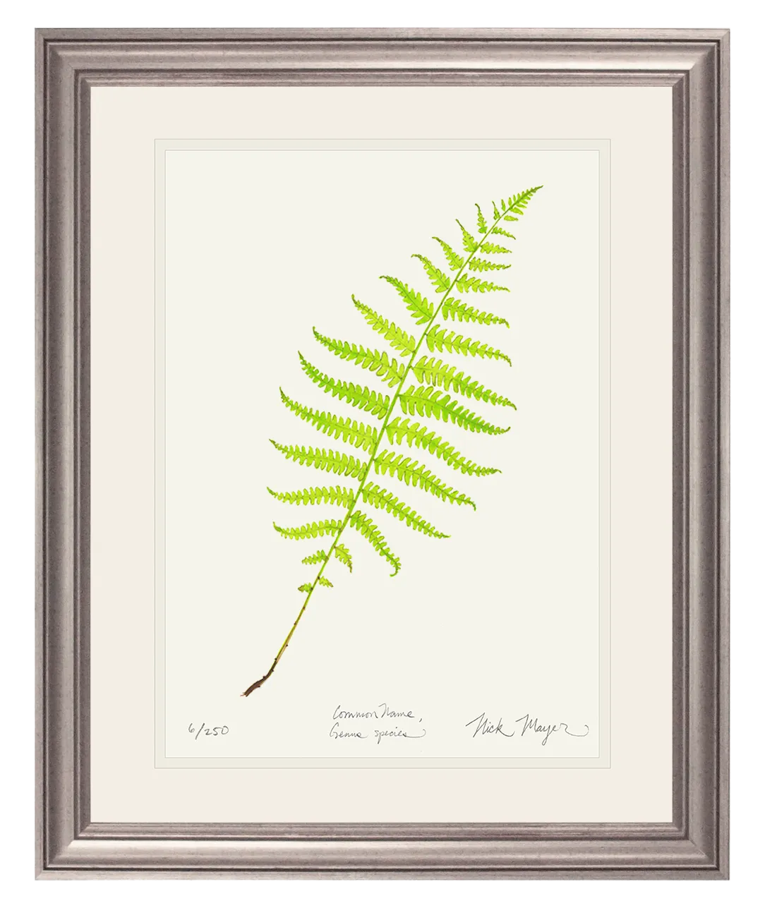 Marsh Fern Print