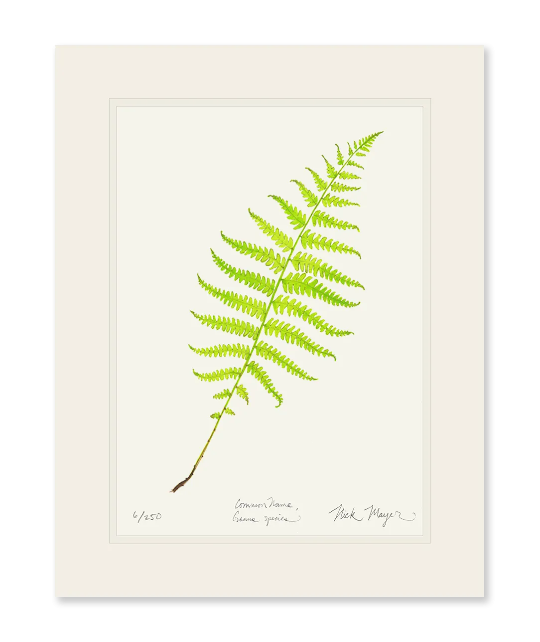 Marsh Fern Print